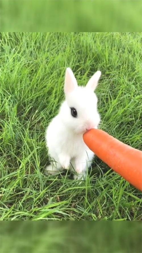 可爱的小白兔视频,小白兔视频里的温馨时光