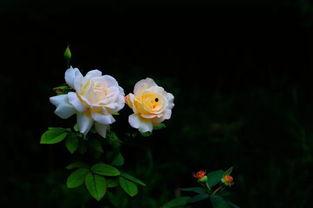 生如夏花朗读视频,一场视觉与听觉的盛宴